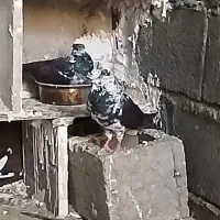 کبوتر سینه باز