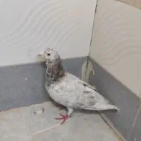 مجسمه کفتر سار و زرد