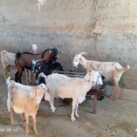 فروش بز و کره