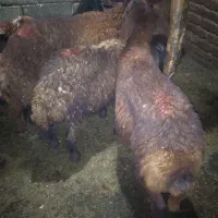 تعدادی بره نر ماده
