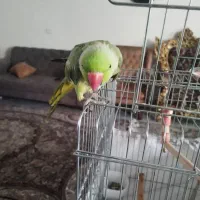 طوطی ملنگو نر