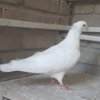 ماده کفتر سفید‌ خال پیس کاکلی چشم‌ سیاه