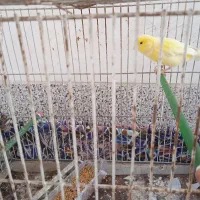 کوتوله قناری با قفس
