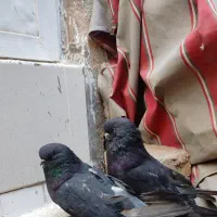 کفتر زاغ نوک ریز