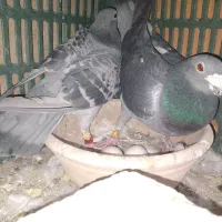 پلاکی.دوکت.پلاس.