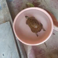 پرنده|پرنده|کازرون, |دیوار