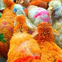 فروش تک به قیمت عمده گوسفند تعاونی زنده
