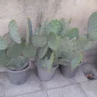 کاکتوس اپونتیا
