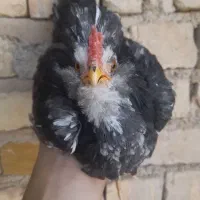 نیمچه خروس گلین طوسی