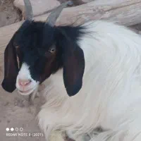 بز ماده