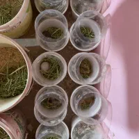همستر خانگی