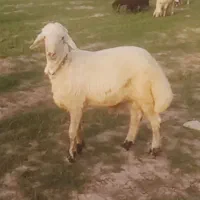 بره غزل
