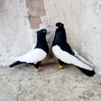 تخم کبوتر