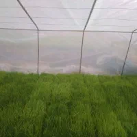 توم آماده به نشا(هاشمی گرم)