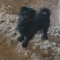 سگ پاپی فروش به علت کمبود جا