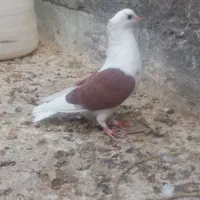 دوکت،سرخ،پلنگ سیاه