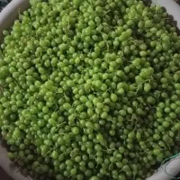 آبغوره لایزنگان