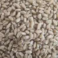 فروش گندم
