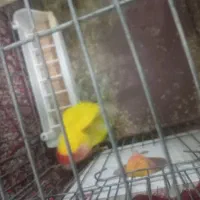 پرنده