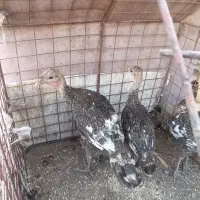جوجه بوقلمون خانگی سه ماهه