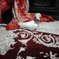 رنگی پلاکی