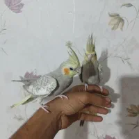 جوجه عروس و جفت مولد تخم گذار