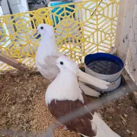 کفتر تهرانی