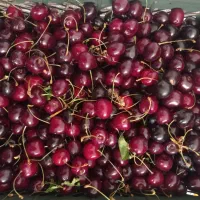 گیلاس تک دانه دویست هزار