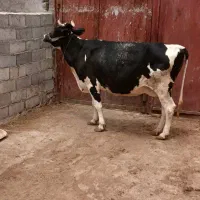 گاو آبستن