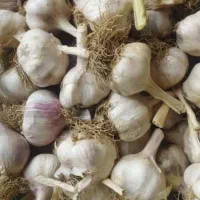 سیر تازه  تند همدان