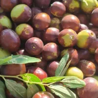 عناب تازه امسالی
