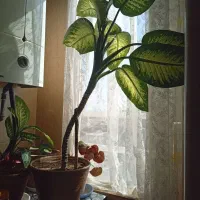 گل دیفن باخیا