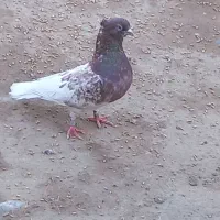 کبوتر|پرنده|بشاگرد, |دیوار