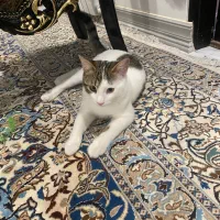 واگذاری گربه dsh