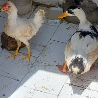 یک جوجه مرغ ویک اردک