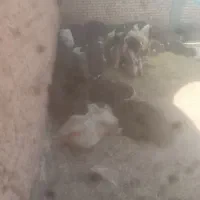 بره نر برای پروار بندی