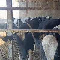فروش گوساله نر چاق