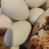 تخم بط یا غاز محلی