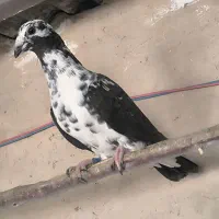 کبوتر سینه سفید