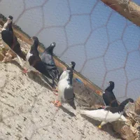 ۷عدد کبوتر رنگی