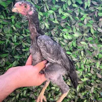 جوجه لاری تاجمهر اصیل