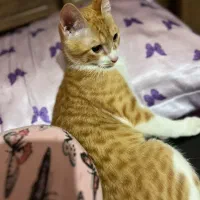 واگذاری گربه فوری