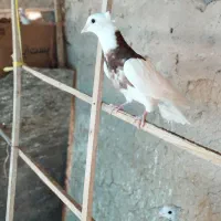 کبوتر|لوازم جانبی حیوانات|قوچان, |دیوار