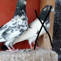 کفتر عالی