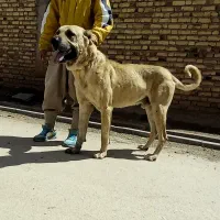 سگ سرابی