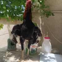 یک جفت مرغ و خروس لاری با جوجه