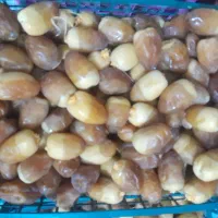 رطب کبکاب ۲۰۰