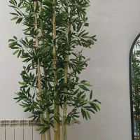 تولیدی درخچه بامبو