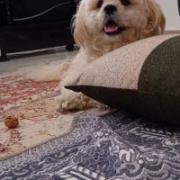 سگ‌خونگی .شیزوفرنی کراس