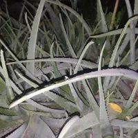 برگ الوورا .پا چوش الوورا.ژل الوورا